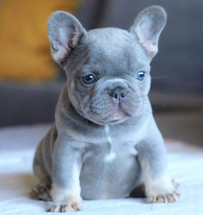 Малишка французька.блакитна