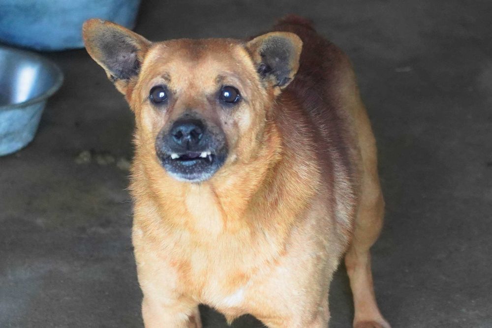 Grot - niewielki, biedny piesek szuka domu
