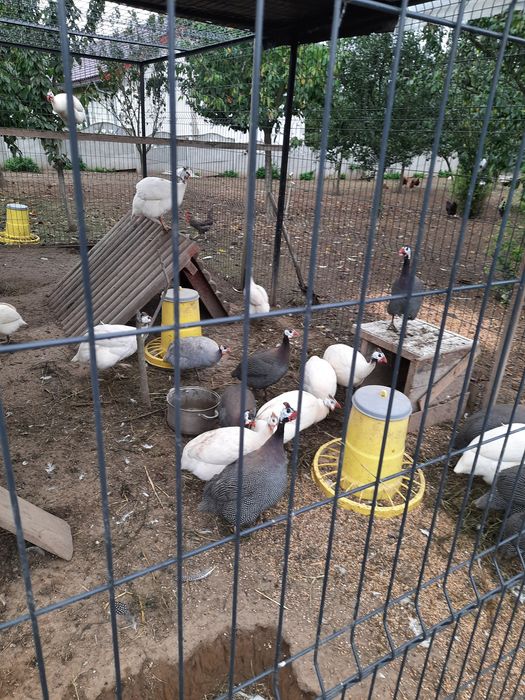 Perliki roczne i 3 miesięczne