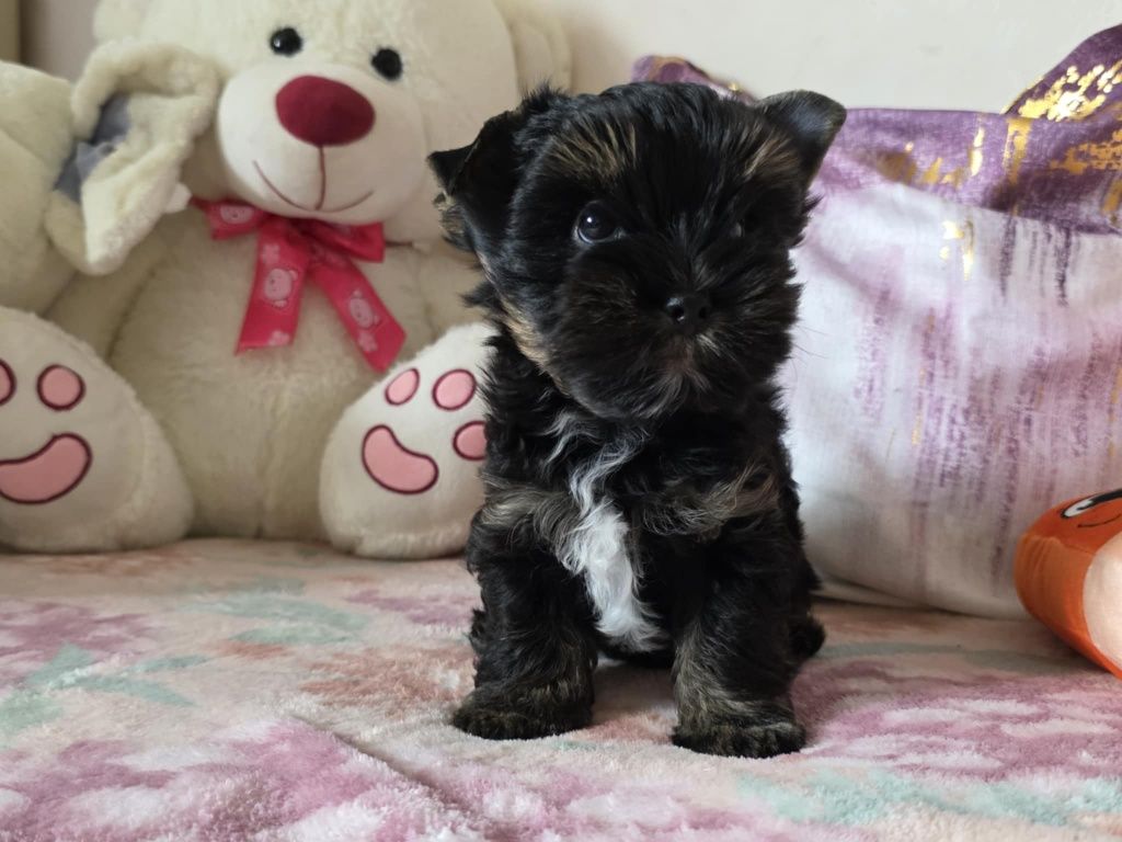 Piesek Yorkshire Terrier Black and Tan