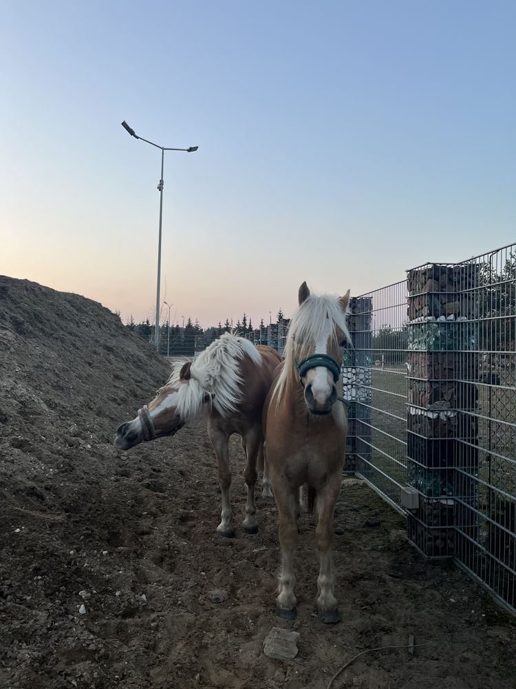 sprzedam haflingera