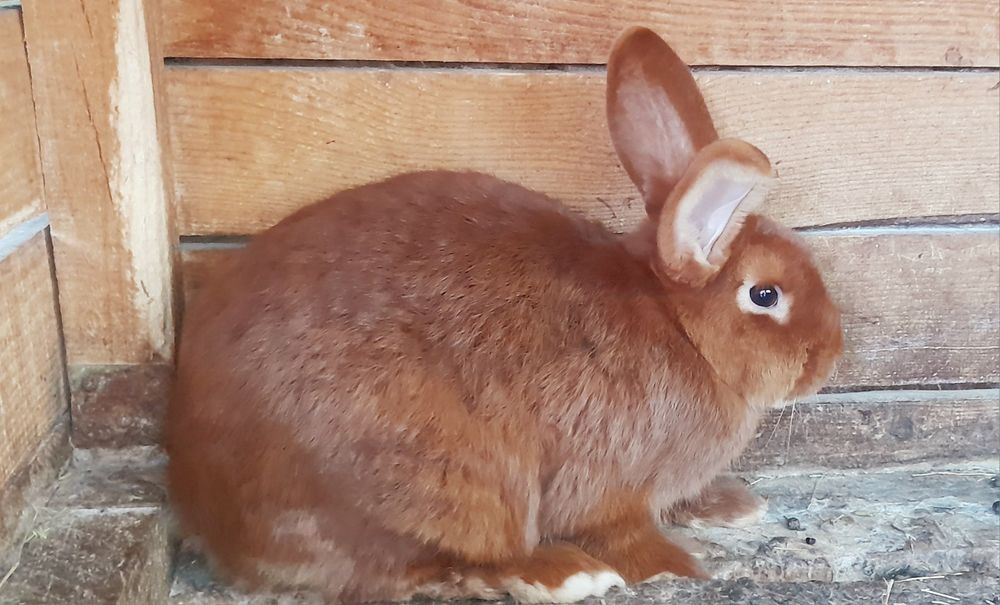 Продаю Кролик Рекс голубой, Новозеландский  Красный, Белый,чорноогнен