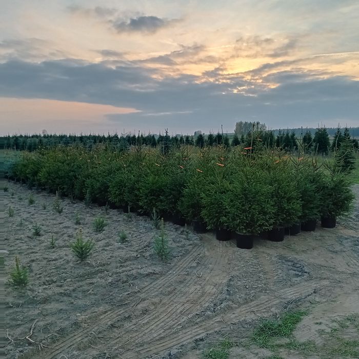 Świerk pospolity 120 200cm.jodla swierk srebrny kopany donica