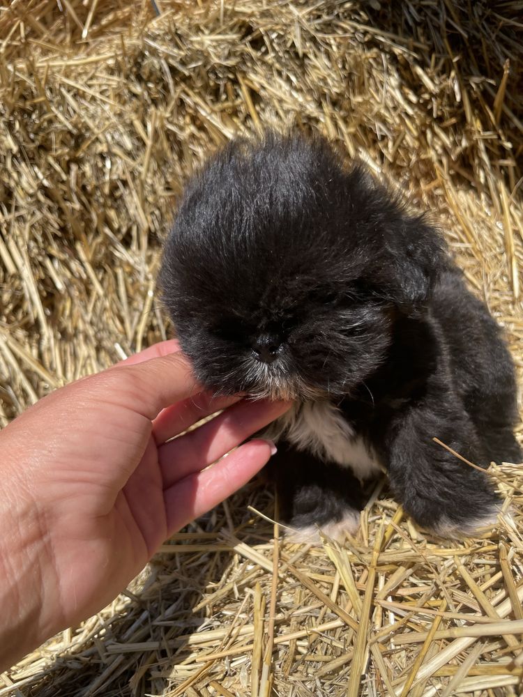 Хлопчик шт тцу міні
