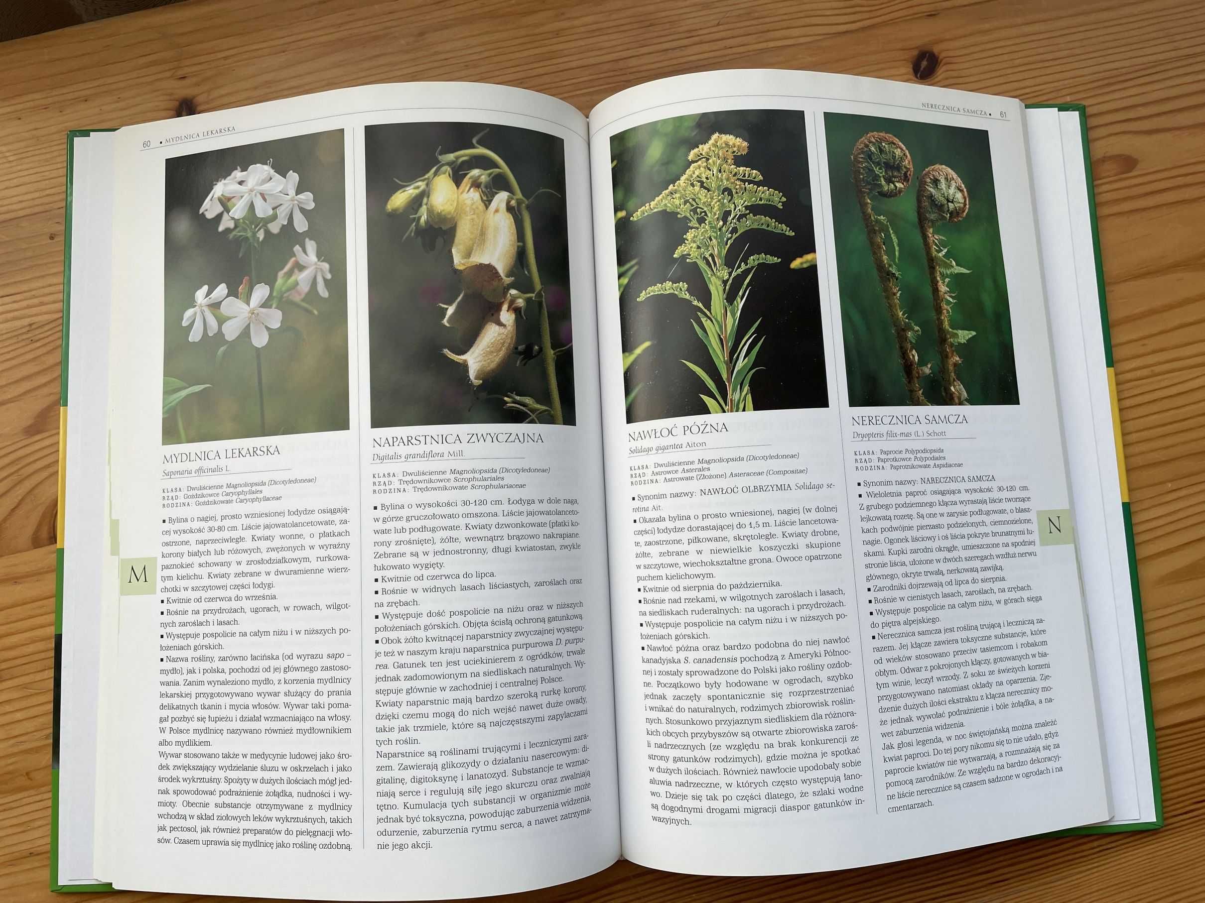 Rośliny Polski: ilustrowana encyklopedia od A do Z