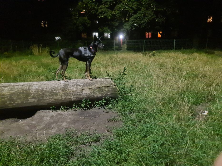 Oddam pisak w dobre ręce