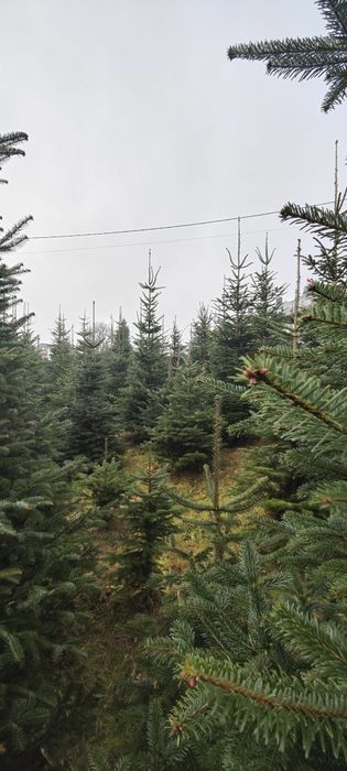 Żywe choinki Jodła Kaukaska 1,5m - 4m