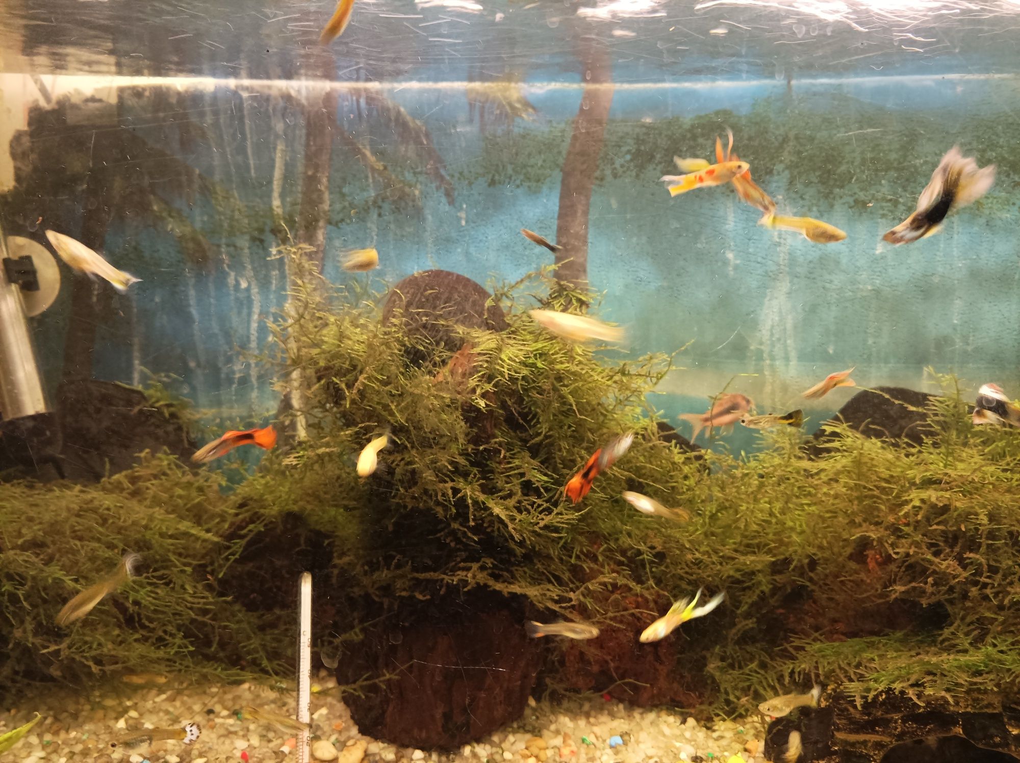 Guppy peixes de água quente m/f e planta musgo de java e caracóis*