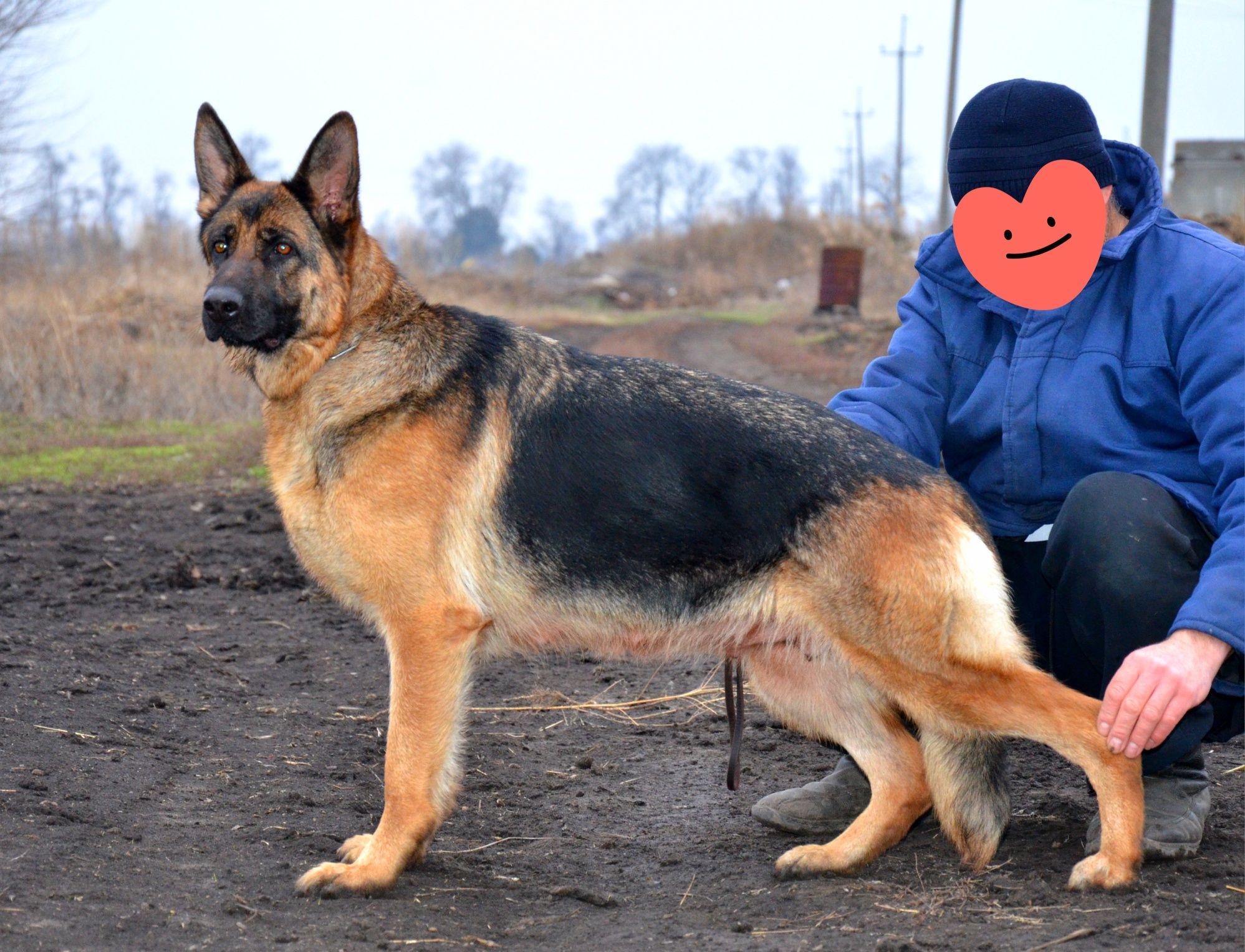 Цуценята німецької вівчарки