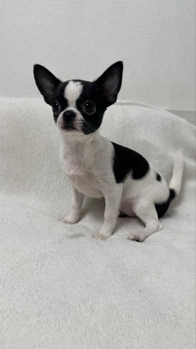 Чіхуашечка готова до подорожі