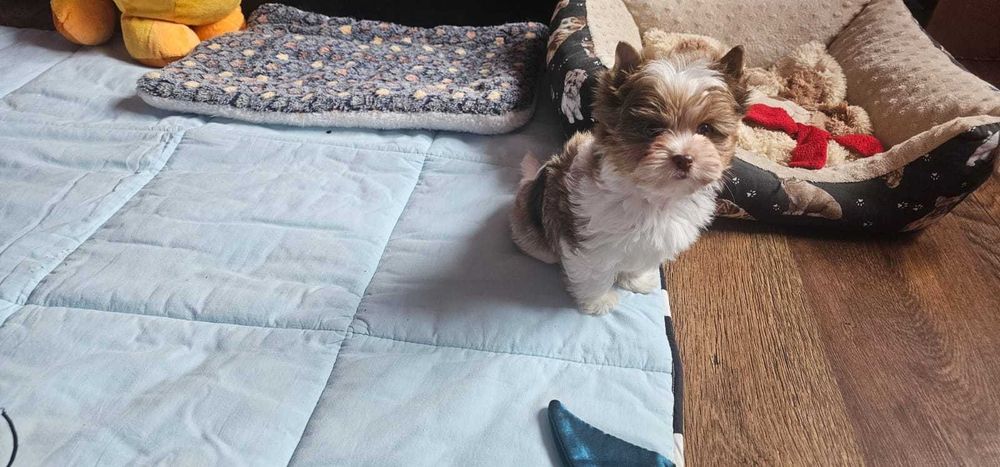 York-Yorkshire Terrier Unikacik