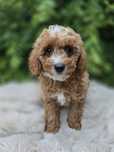 Piesek maltipoo f1b gotowy do odbioru badania genetyczne
