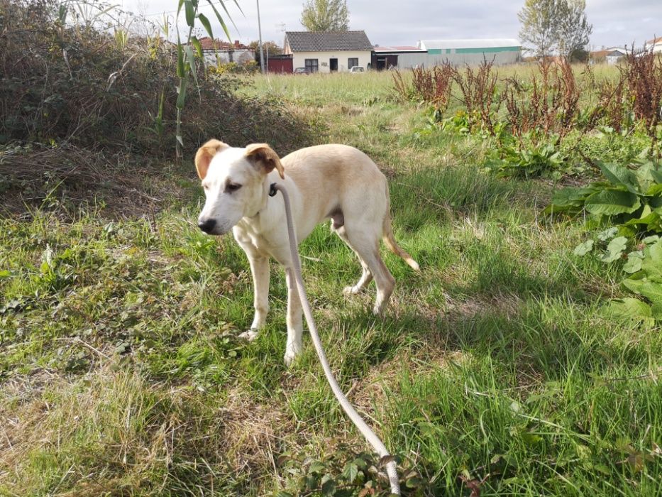 Cachorro 8 Meses Porte Médio Para Adoção (Viny)