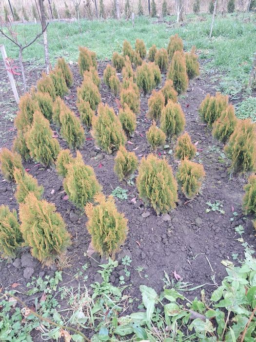 Туя смарагд, ялівець блу ероу