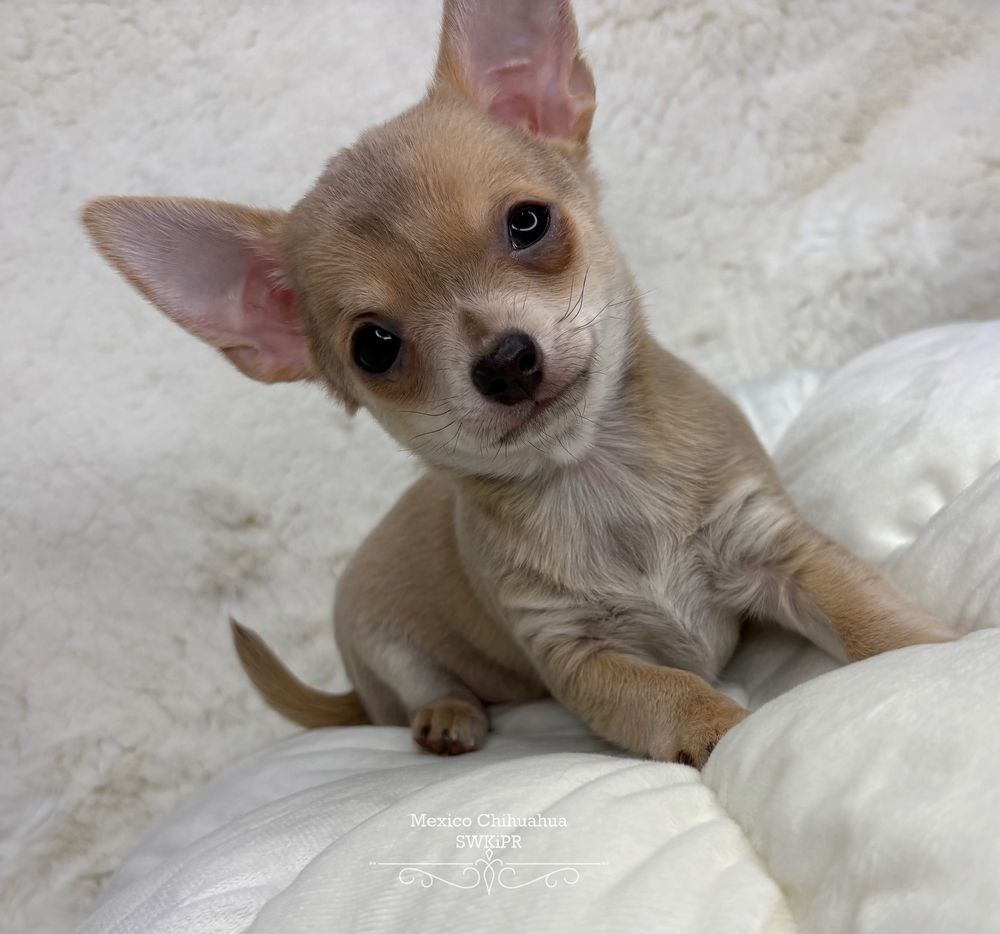 *GOTOWY DO ODBIORU* Chihuahua piesek