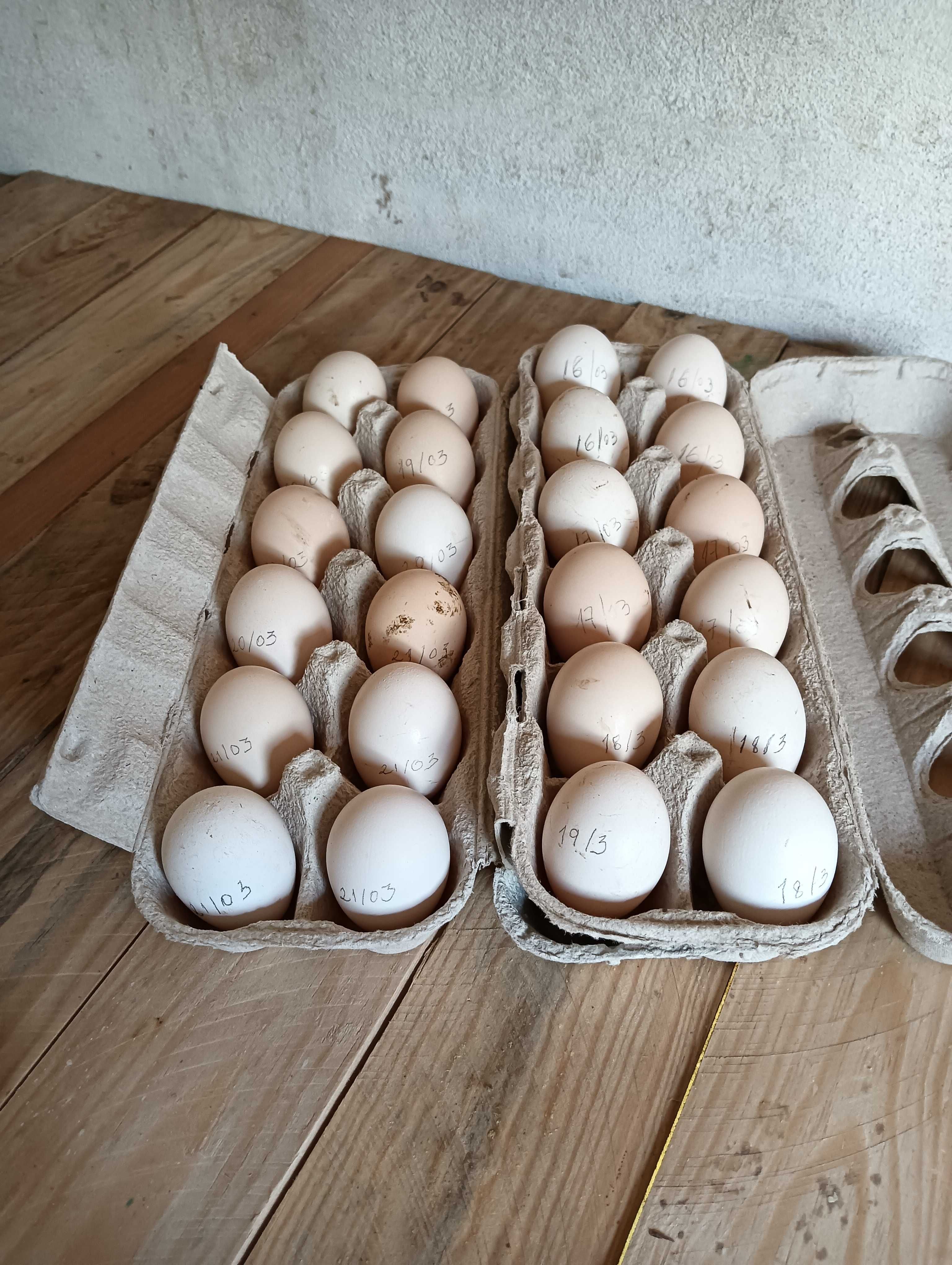 ovos galados de garniza