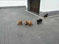 Szczenięta  American Bully suczki