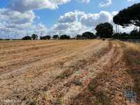 Terreno em Pegões de 31738,00 m2