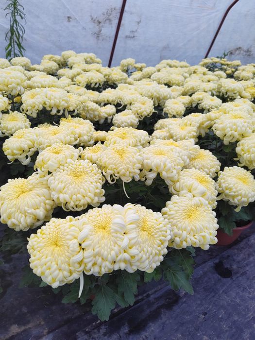 Tanio Chryzantemy Najładniejsze Atrakcyjne Ceny