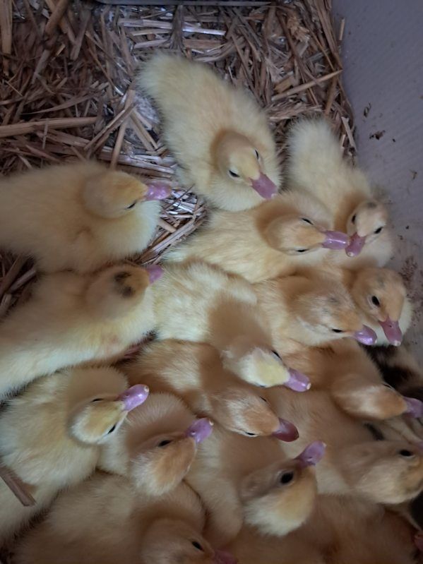Kaczki francuskie piżmowe pekin