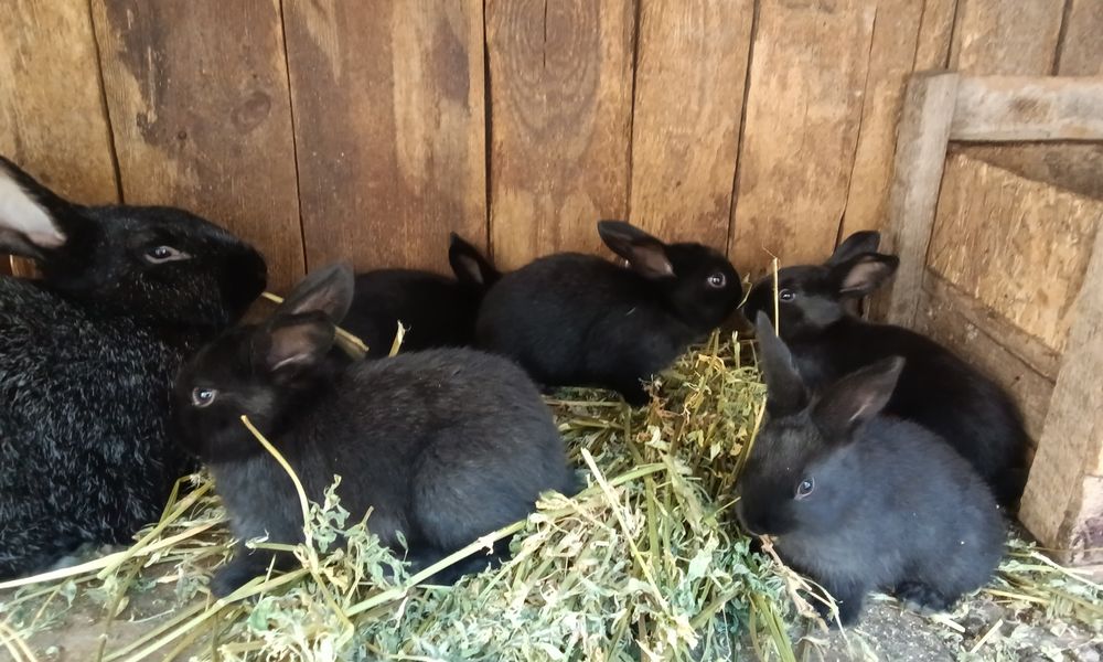 Полтавське срібло , малишня місячна