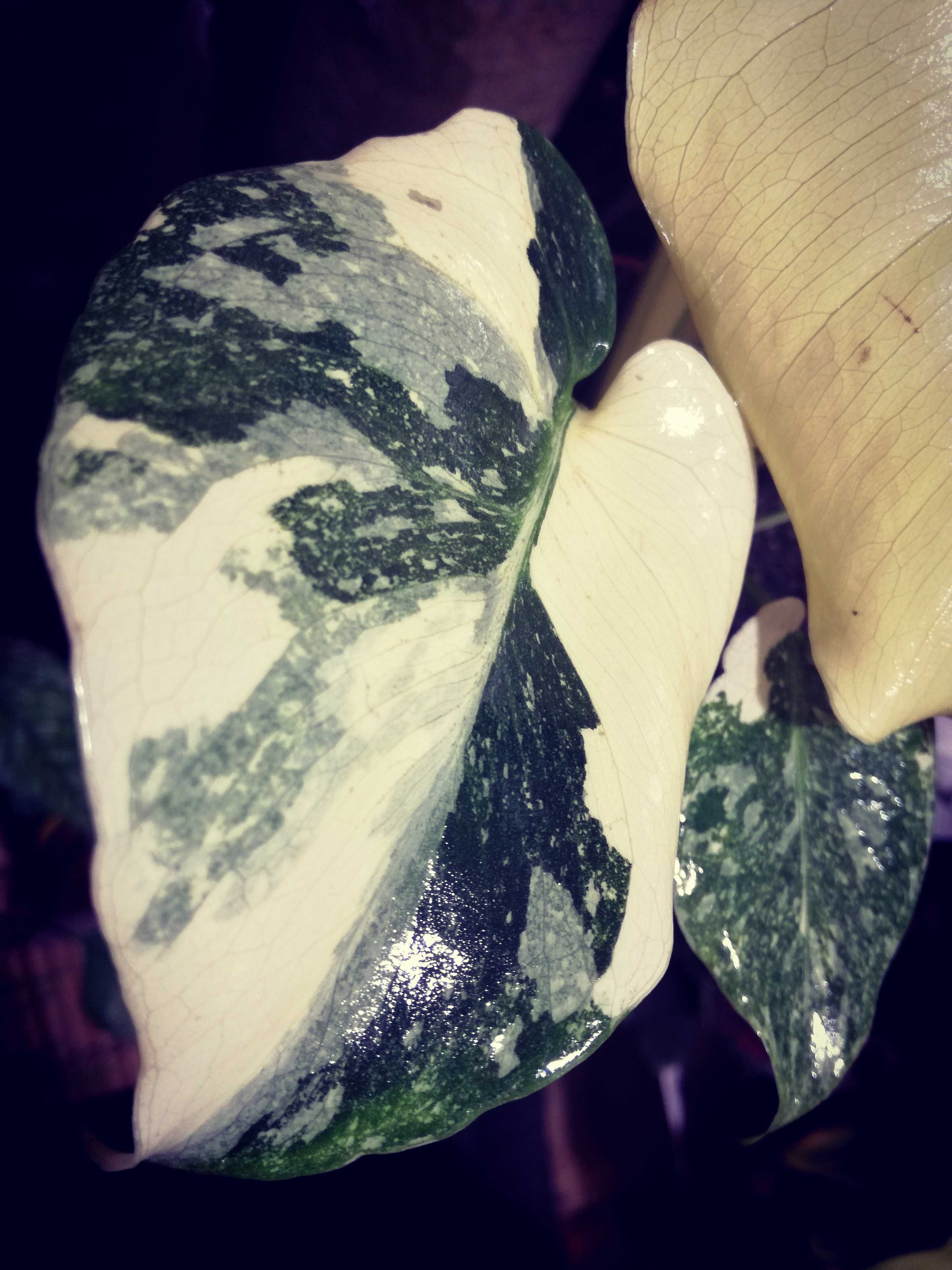 Monstera Thai Creme Brulee Cream Milk variegata REZERWACJA philodendro