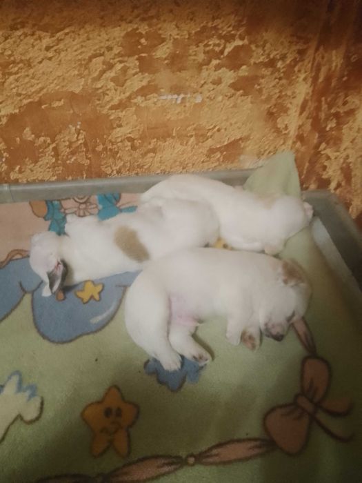 Отдам даром собачек