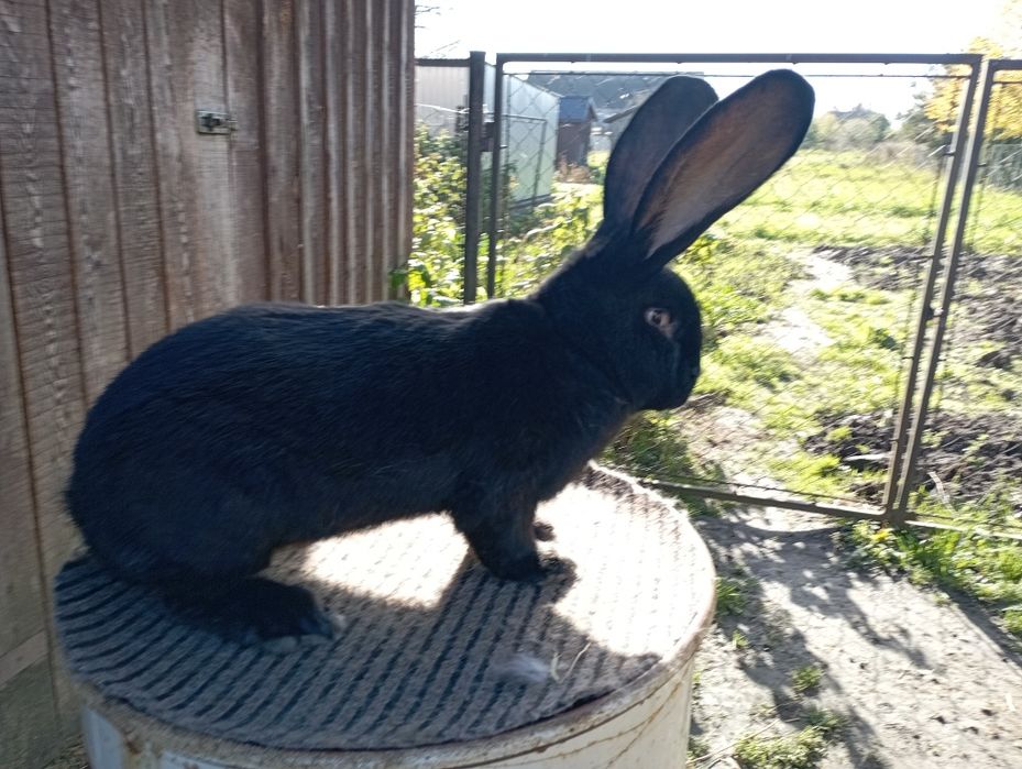 Olbrzym Belgijski Czarny