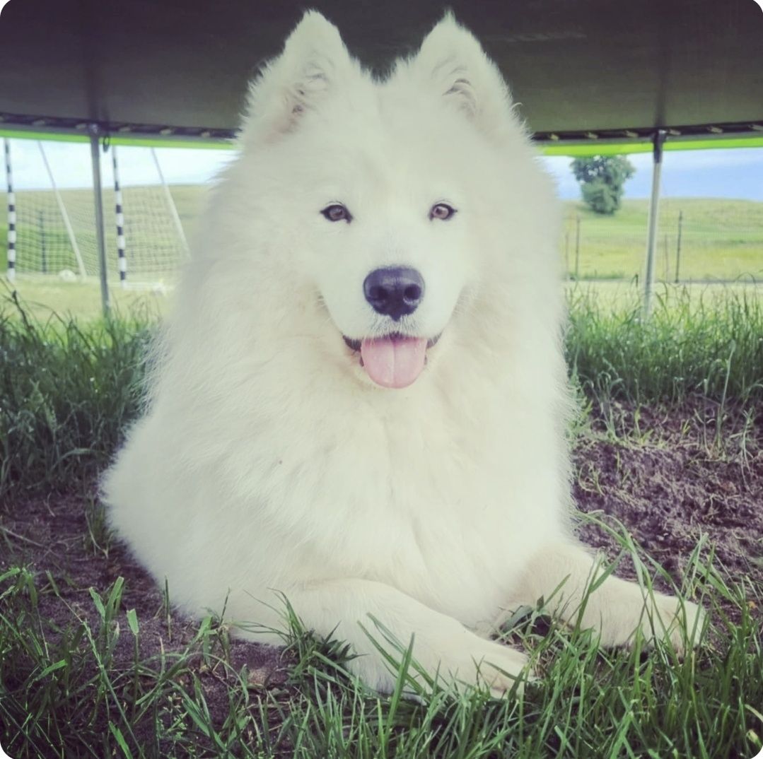 Samoyed szczeniak FCI