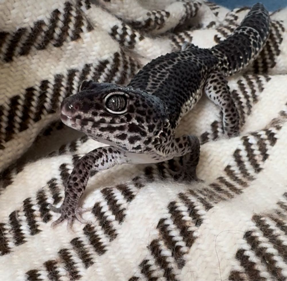Gekony lamparcie - Carbon - maluchy 07/2025 - Eublepharis macularius