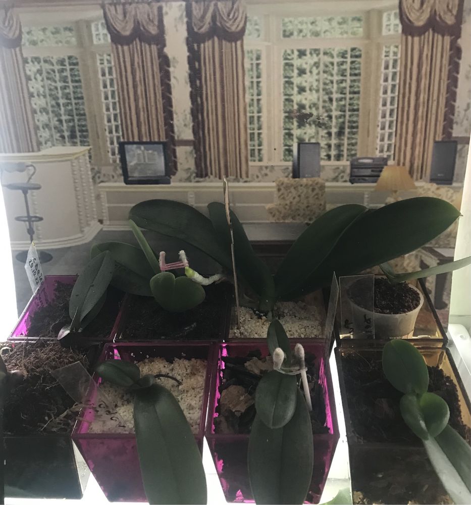 Горшок для мини орхидей, кактусов и сукулентов