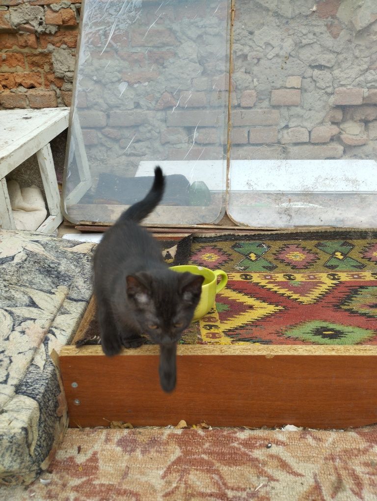 Кошеня, місяці 3 не більше