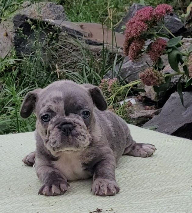 Французький бульдог цуценята