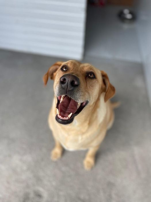 Pipoca- X Labradora para Adoção