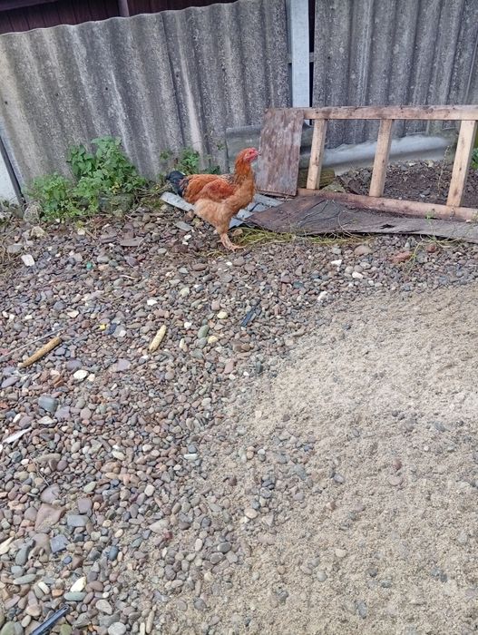 Продам молоді півники