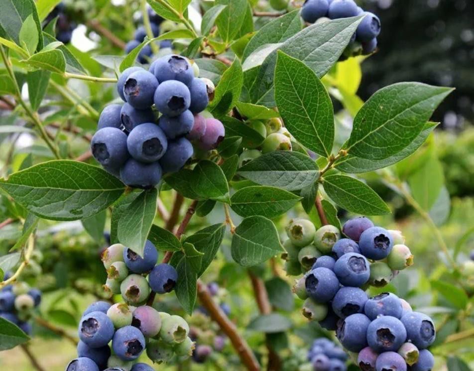 Delicioso Mirtilos