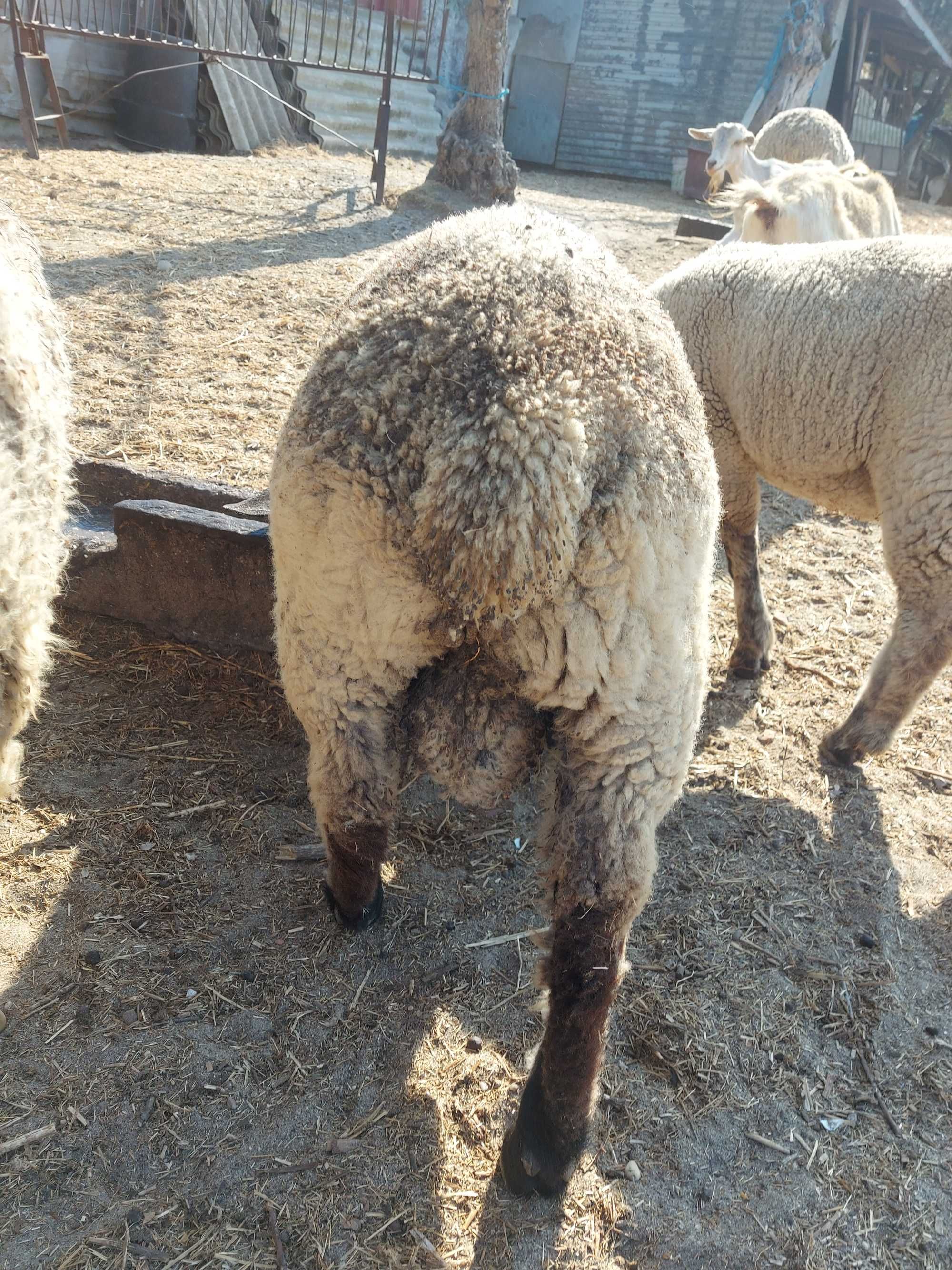 Borrego sulfox macho