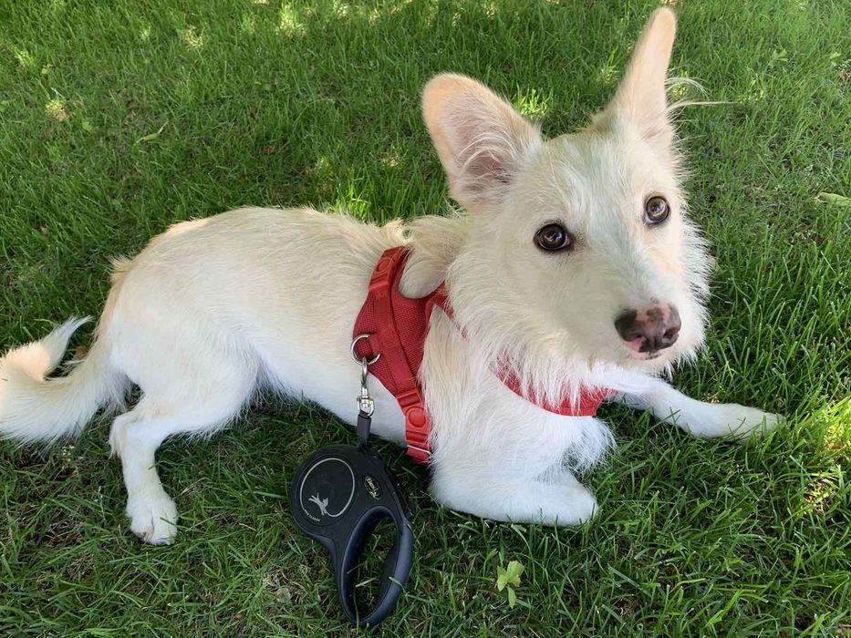 Отдам даром в добрые руки собачку метис маленькой породы