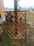 Pergola na róże winogron