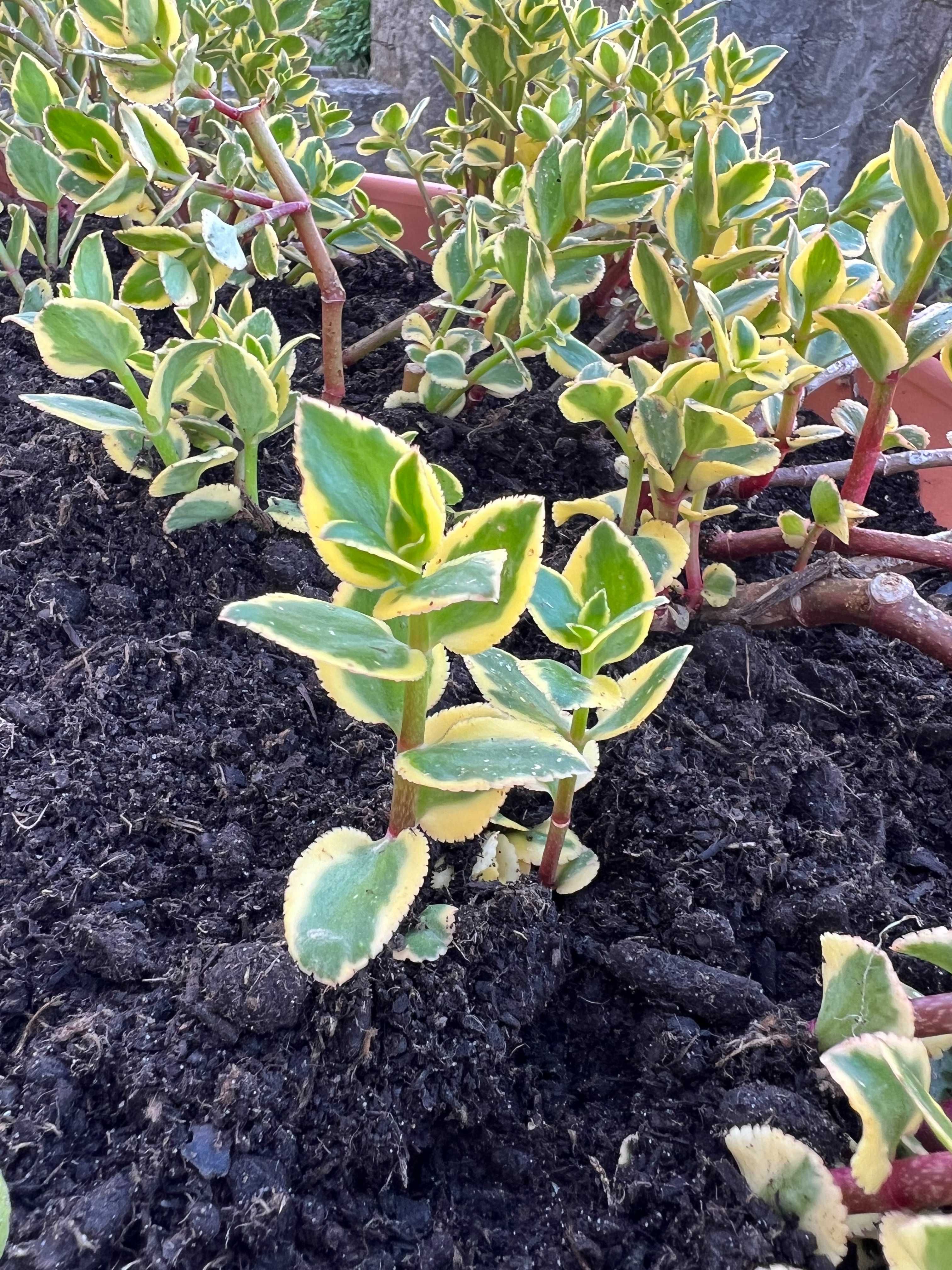 Suculenta Crassula Sarmentosa