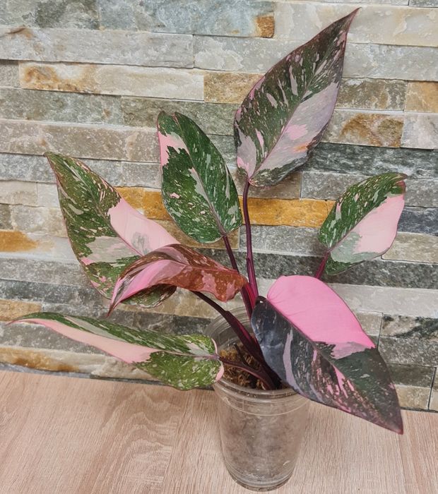Philodendron Pink Princess Galaxy,cała roślina