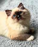 Ragdoll seal mitted kocurek z renomowanej hodowli Brylantowa Elita
