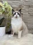 Kotka Ragdoll , rodowod FPL