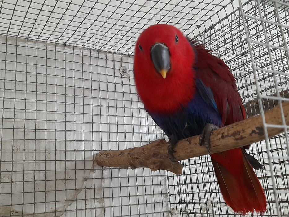 Papagaios Eclectus de 2025