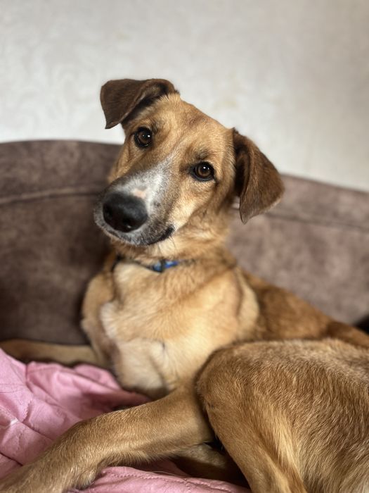 Дівчинка два роки, дуже ласкова до людей, стерелізована