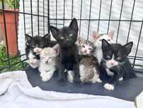 Gatinhos para doação