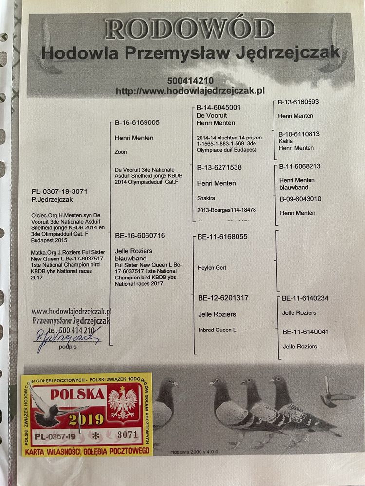 Gołębie pocztowe młode i stare