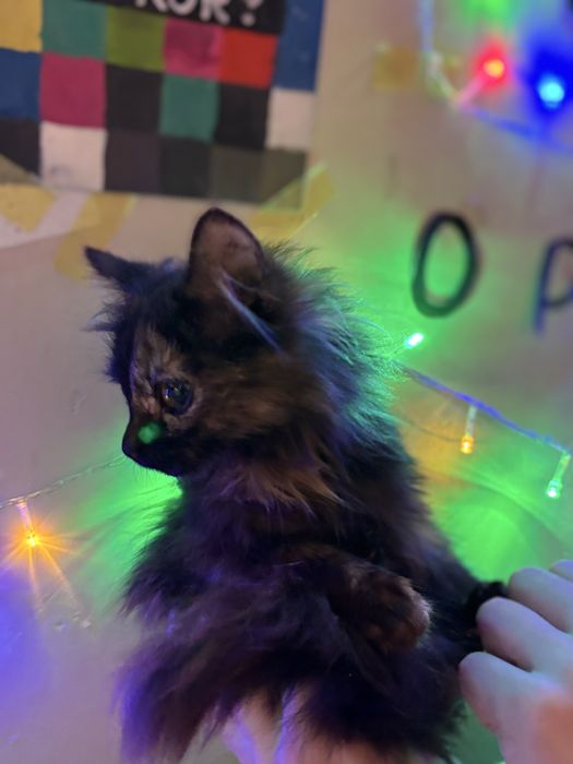 Віддам кошенят у добрі руки