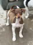 Pincher de raca pura