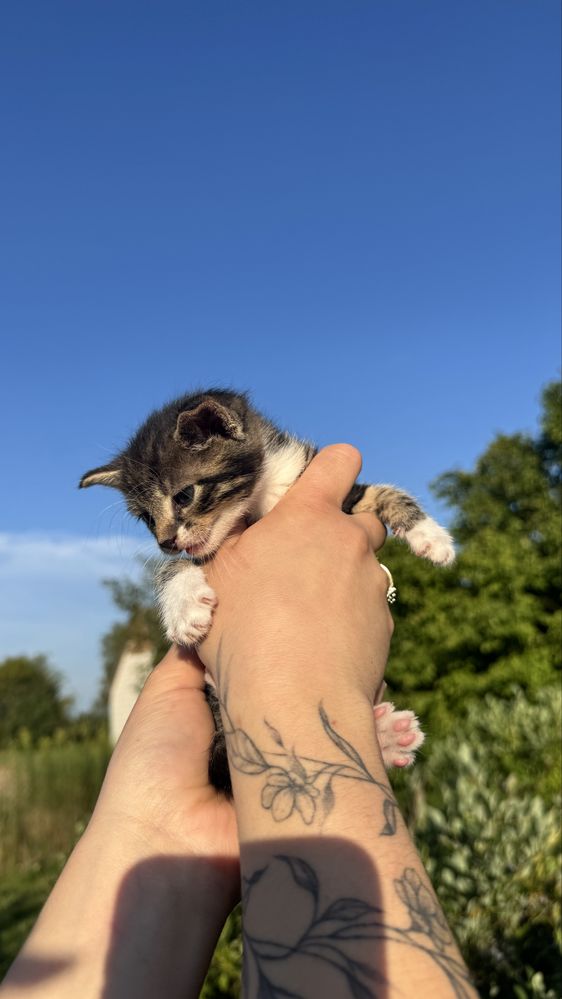 Maly kotek za darmo